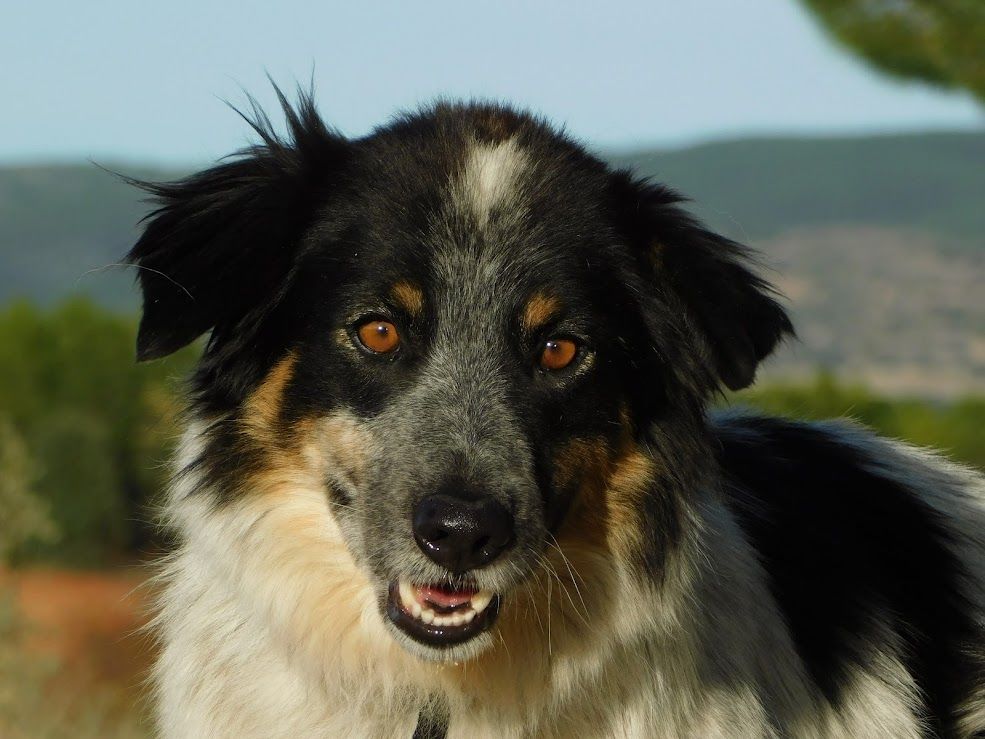 MANCHAS, Border collie de 4 ans (ok chat) 315 24140 Douville