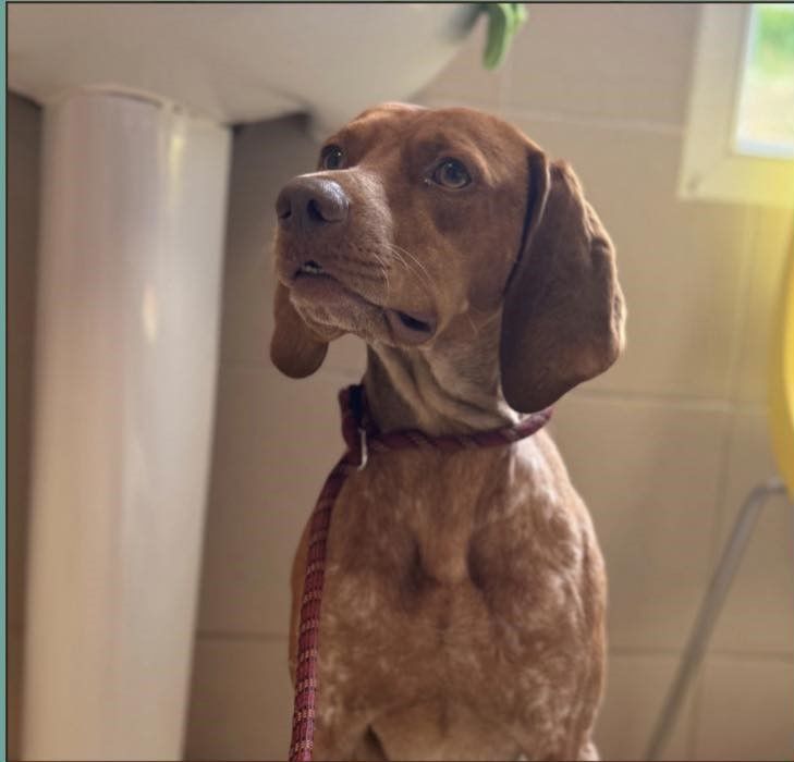 UNIK m&acirc;le type pointer 3 ans 250 17360 Saint-aigulin