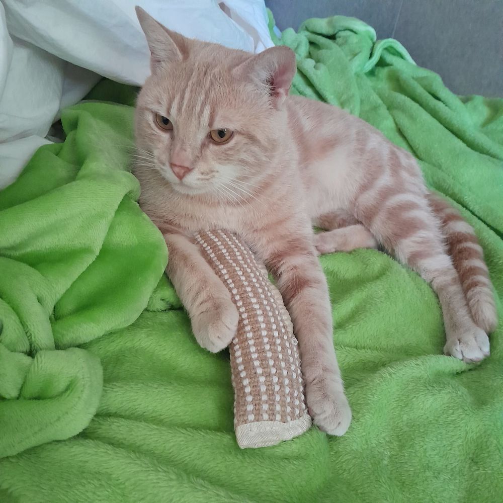 Didier,5 ans, recherche un bon foyer 195 92600 Asni�res-sur-seine