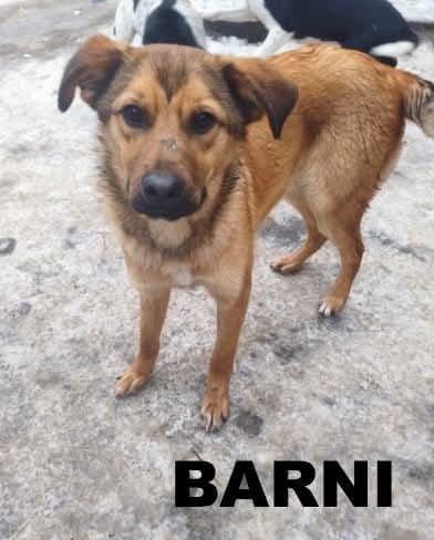  BARNI SE TROUVE DANS UNE FAMILLE D'ACCUEIL 75 0 75013 Paris