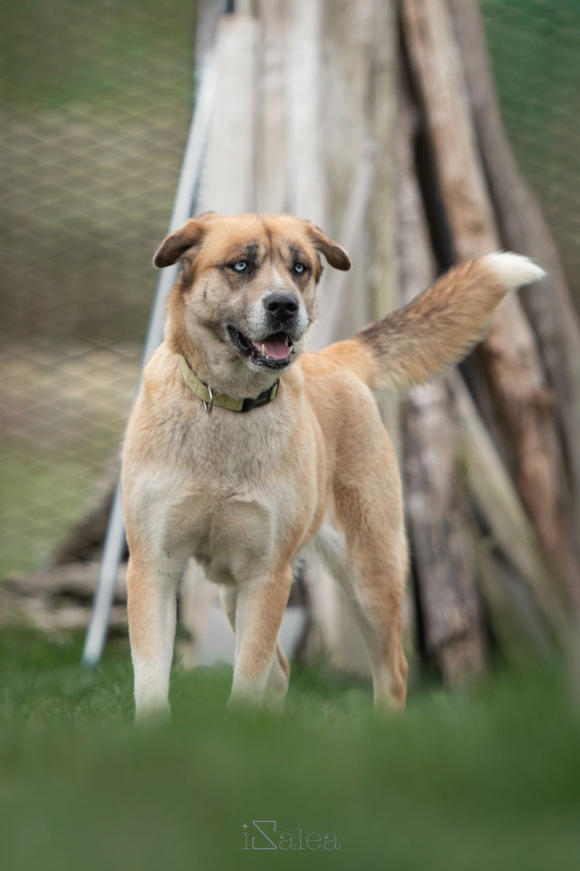 TOUNDRA femelle type berger/husky 4 ans 250 17360 Saint-aigulin