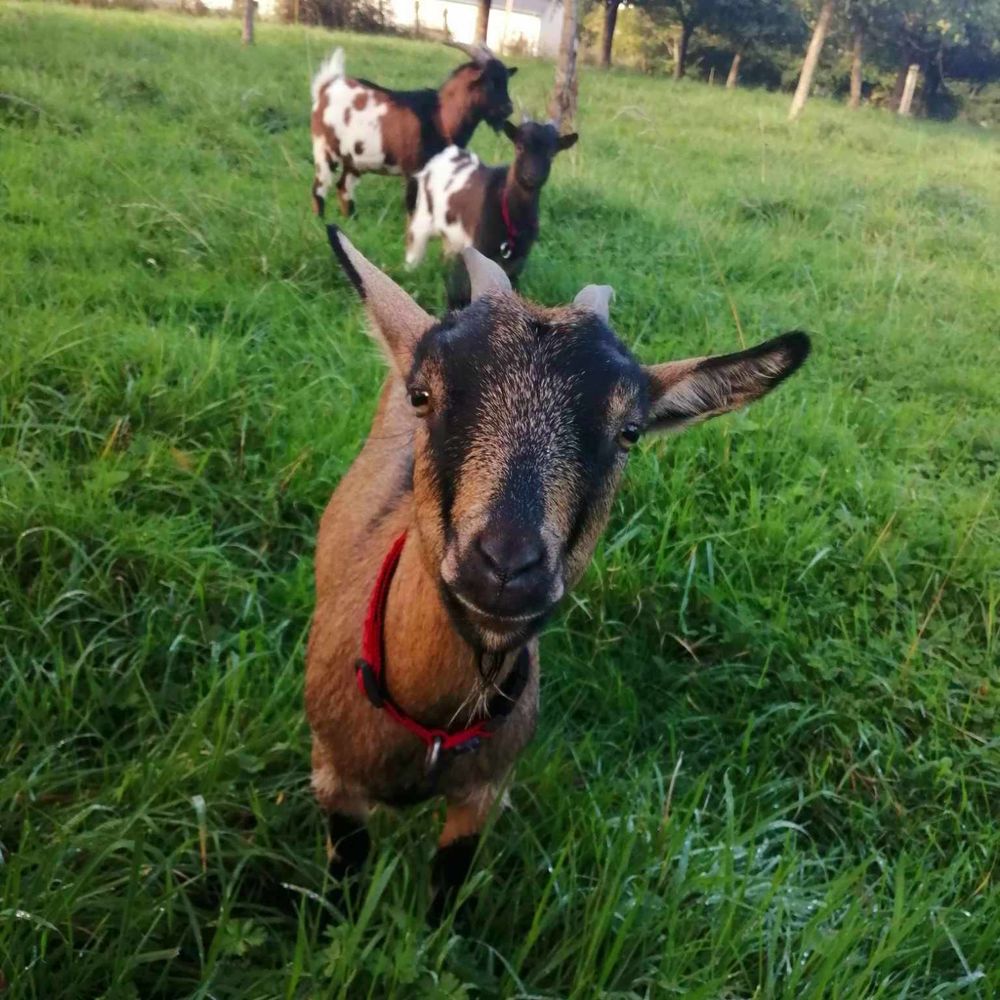 Famille de trois ch&egrave;vres &agrave; l'adoption 270 35150 Chanteloup