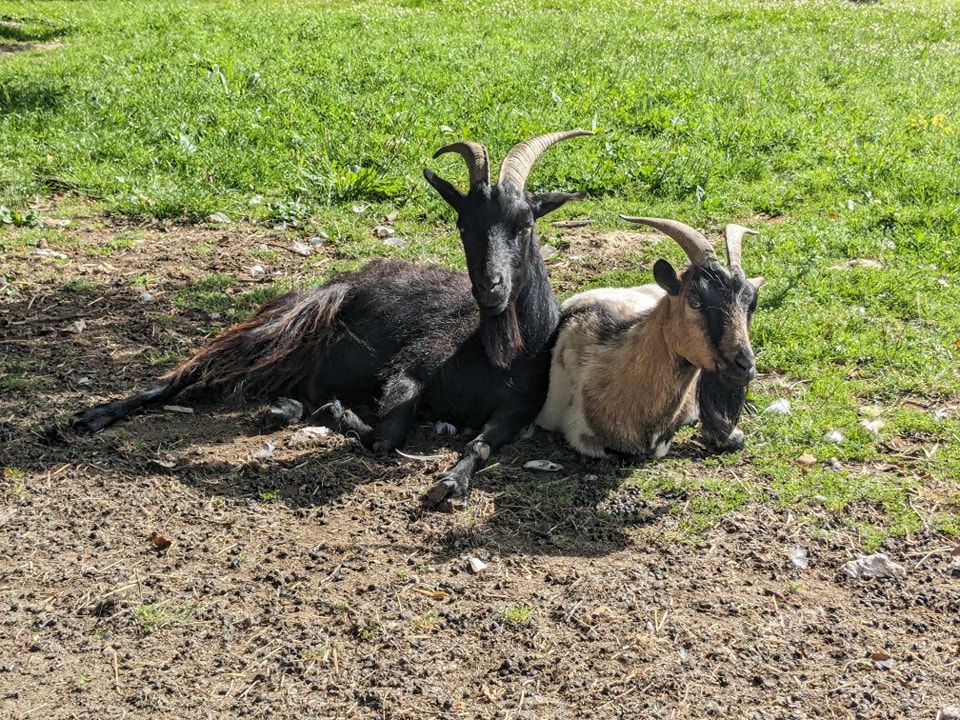 Duo Forest et Nougatine 180 35370 Gennes-sur-seiche