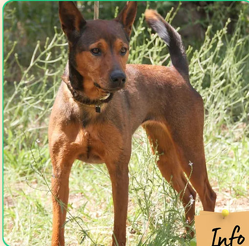 Maya 230 26700 Pierrelatte