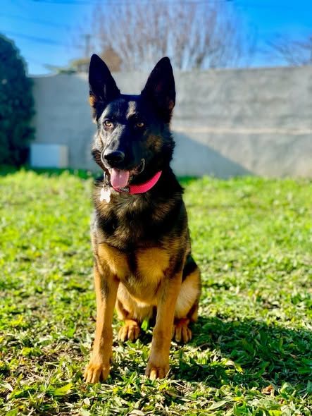 Chien PEPSI &agrave; l adoption 350 07800 La voulte-sur-rh�ne