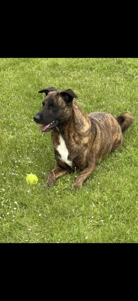 Chien HEIKO &agrave; l adoption 350 07430 Vernosc-l�s-annonay