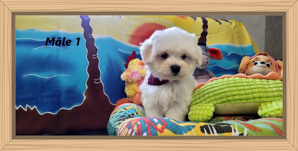 CHIOT BICHON MALTAIS (m&acirc;le) 800 41700 Le controis-en-sologne