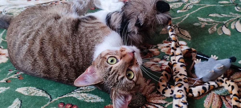 AMINA 210 92400 Courbevoie