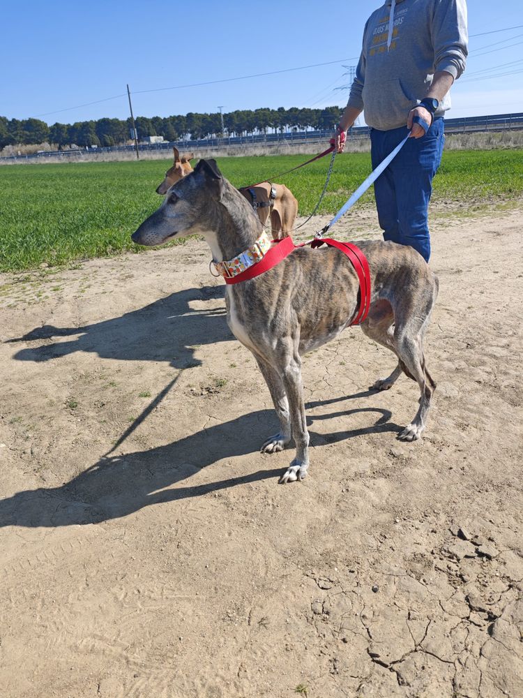 APACHE 💙compagnon id&eacute;al pour une vie pleine de douceur  195 24140 Douville