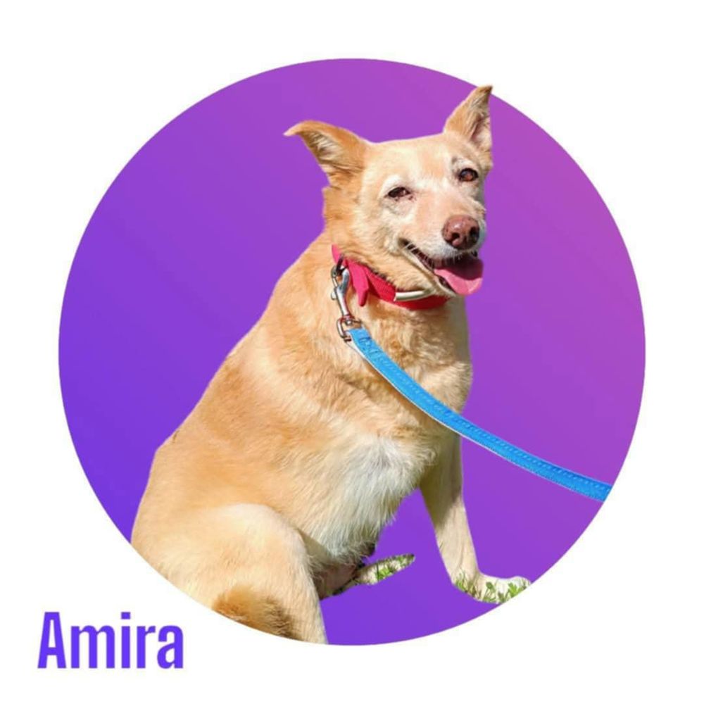  Mira, un Amour &agrave; l'adoption 300 28250 Senonches