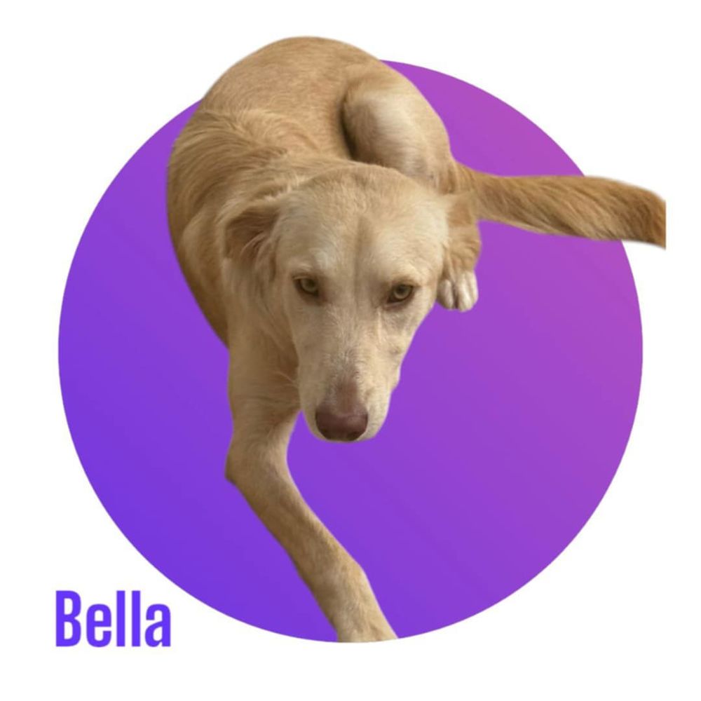 Notre amour de BELLA, 1 an, 18 kg, tripattes, &agrave; l'adoption 300 28250 Senonches