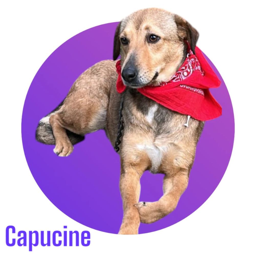 Capucine, une adorable puce, &agrave; l'adoption ! 💖 300 28250 Digny