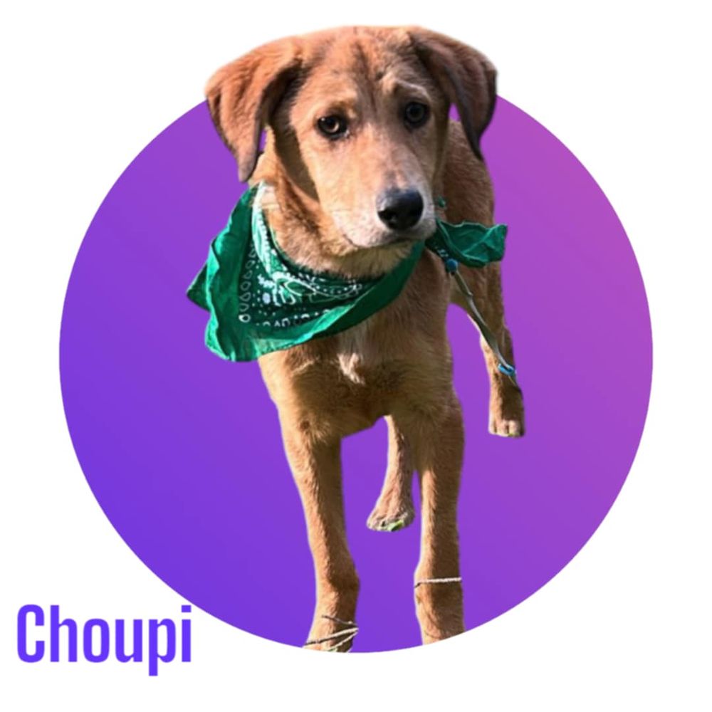 Choupi, n&eacute; le 8 septembre 2025, taille adulte moyenne (18 kg environ), &agrave; l'adoption ! 300 28250 Senonches