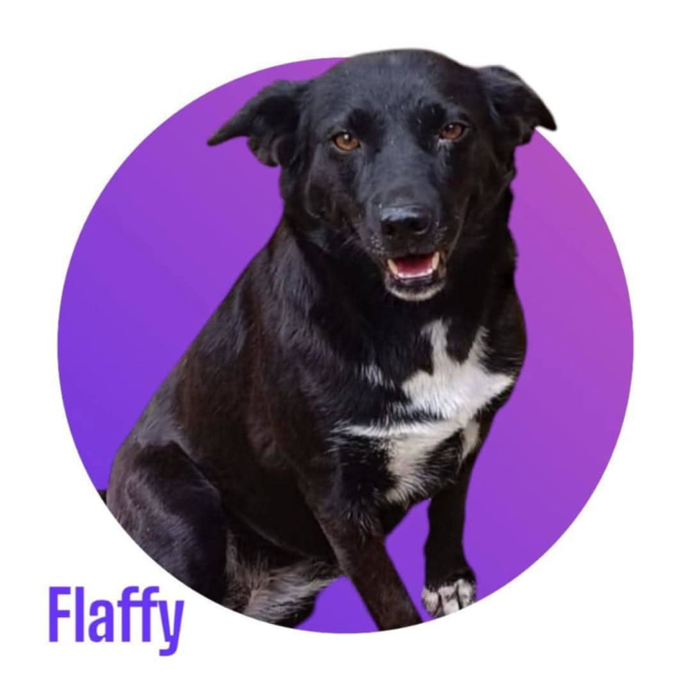 Notre adorable tripattes FLAFFY cherche sa famille pour la vie 300 28250 Senonches