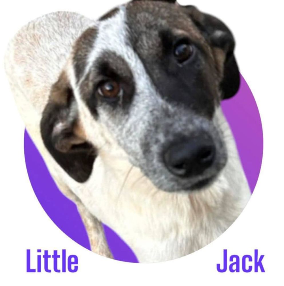 Notre Chouchou d'Amour, Jack, &agrave; l'adoption ! 300 28250 Senonches