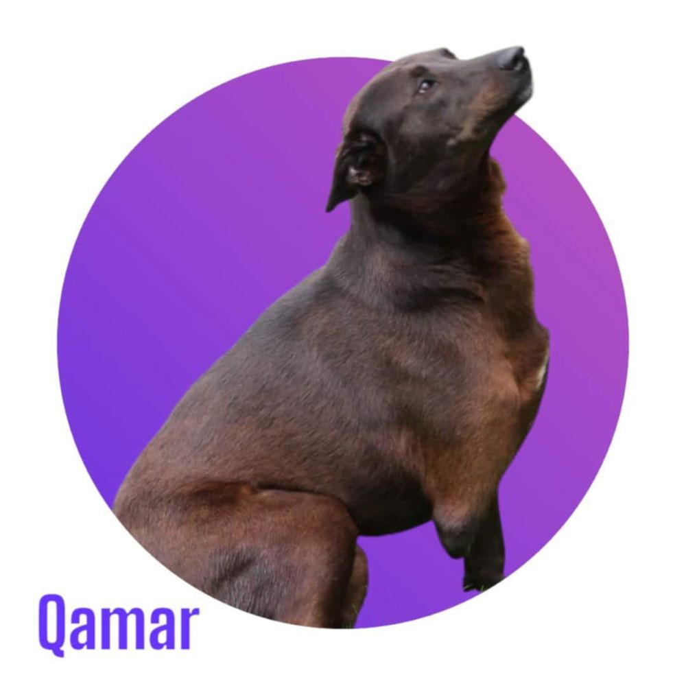 Qamar, Reine d'Egypte, voudrait tellement &ecirc;tre aim&eacute;e !  Elle attend sa famille pour la vie ! 300 28250 Senonches