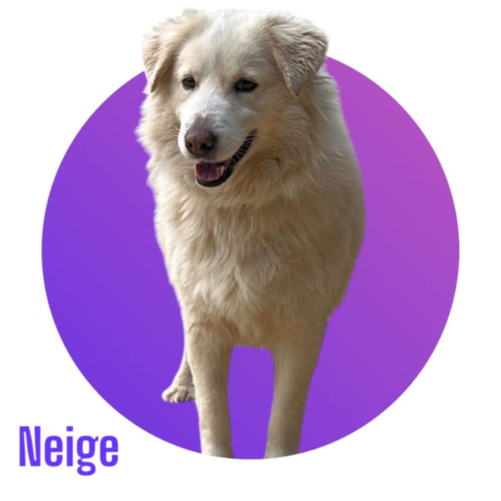 Magnifique et adorable NEIGE, 6 ans estim&eacute;s, 28 kg, &agrave; l'adoption 💖 300 28250 Senonches