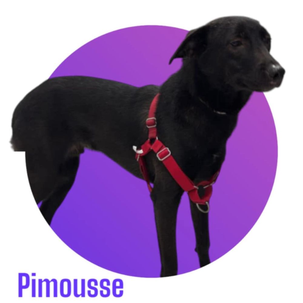 PIMOUSSE, n&eacute; le 15/03/25, taille moyenne 17-18 kg, &agrave; l'adoption 300 28250 Senonches