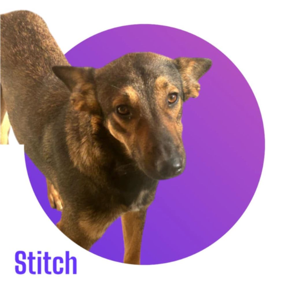 STITCH est &agrave; l'adoption et attend de trouver sa famille pour la vie pour la rejoindre en France 💙 300 28250 Senonches