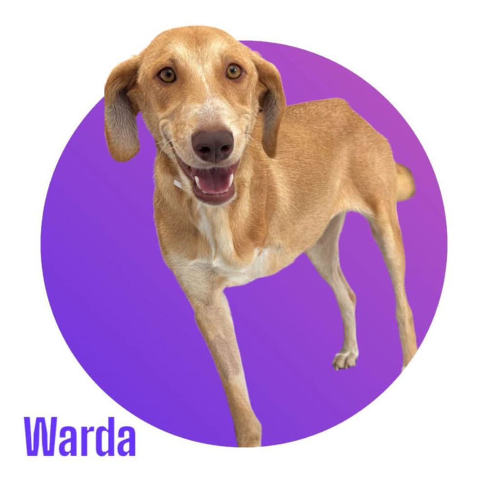 WARDA, hyper sociable avec tous et adorable, attend toujours sa famille pour la vie ! 300 28250 Senonches