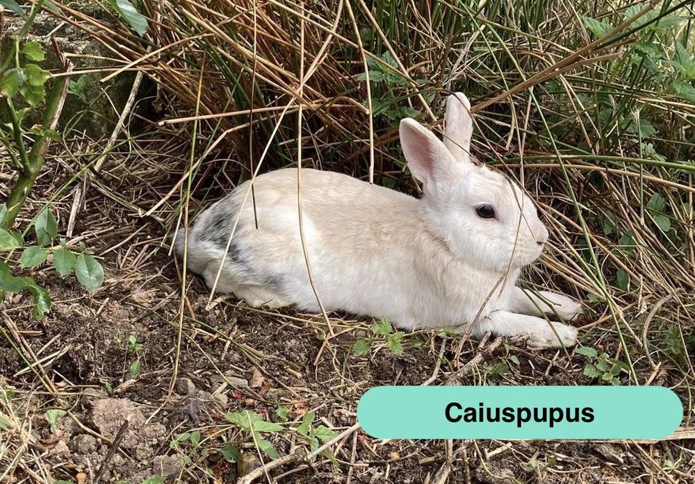 Caiuspupus, lapin nain &agrave; adopter 80 44320 Saint-p�re-en-retz