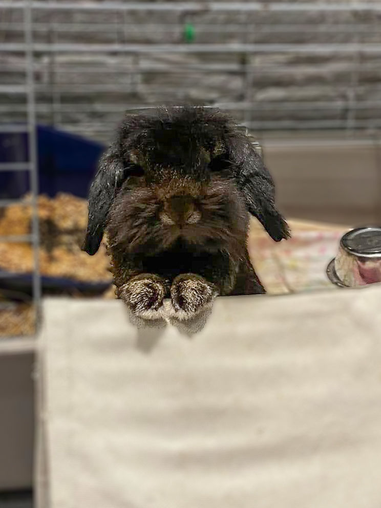 Sloubi, lapin nain &agrave; adopter 80 44120 Vertou