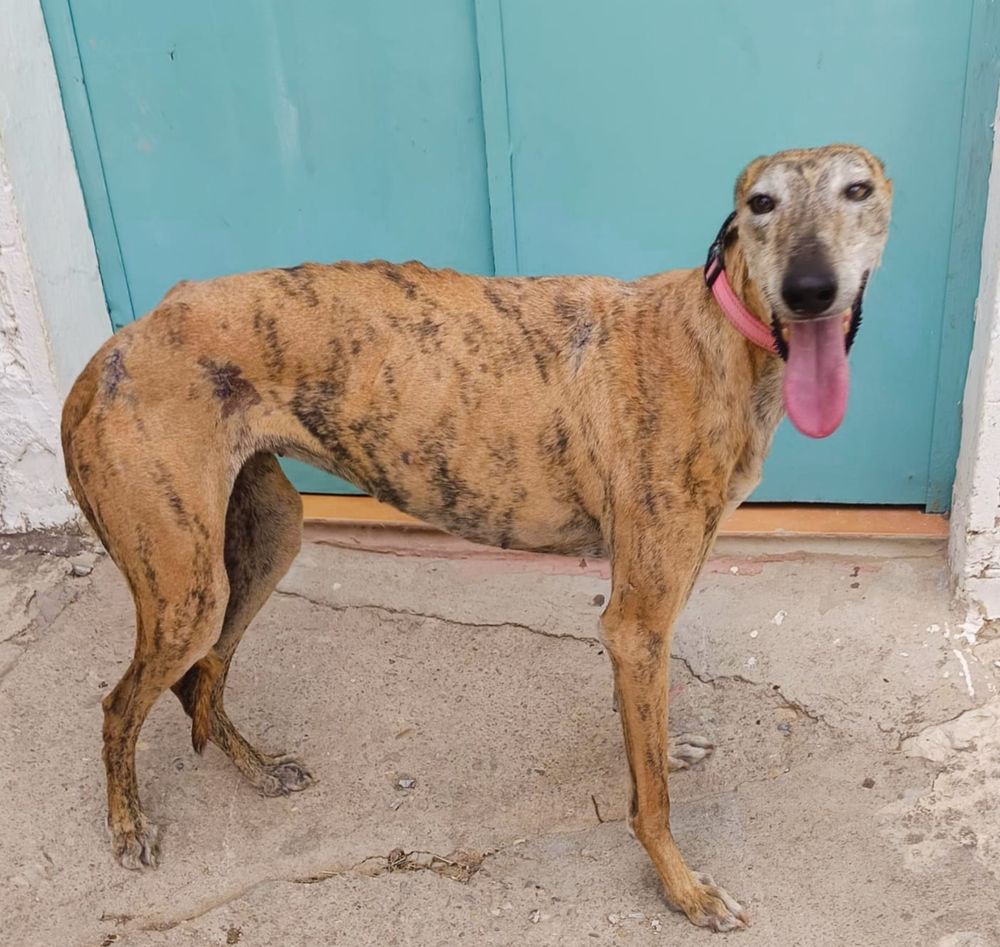 SIMU 320 27620 Gasny