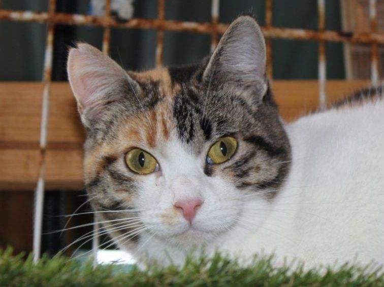 LOVE 230 27620 Gasny