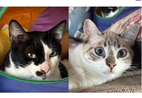 ADAM et NEO 460 27620 Gasny