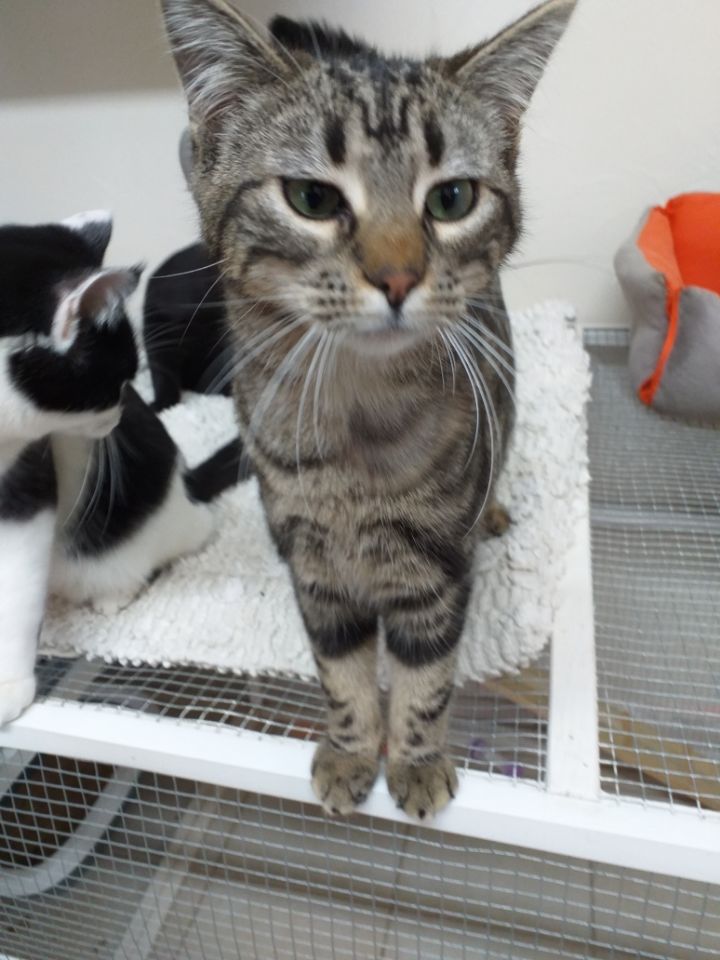 ADOPTION AMBRE 190 71490 Couches