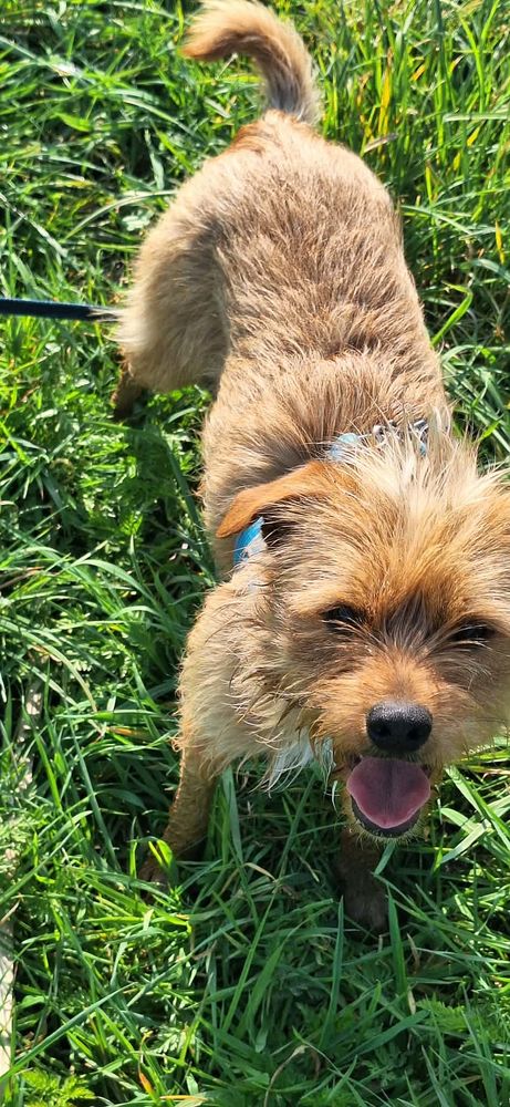 Anastasie &agrave; l'adoption 320 77810 Thomery