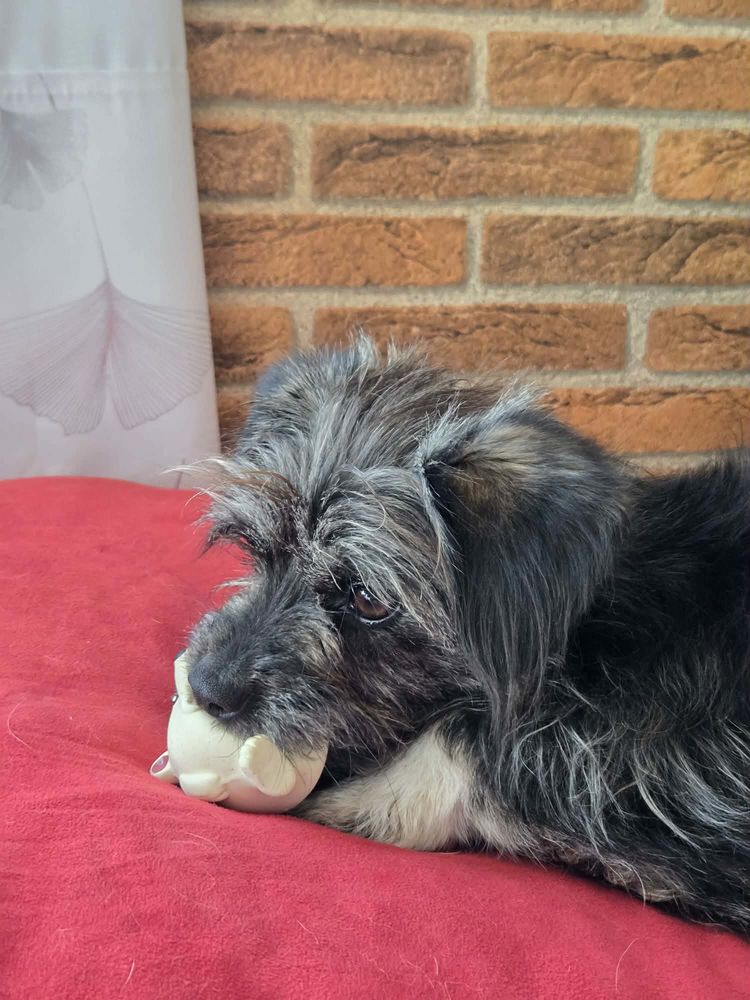 Lili &agrave; l'adoption 320 94110 Arcueil