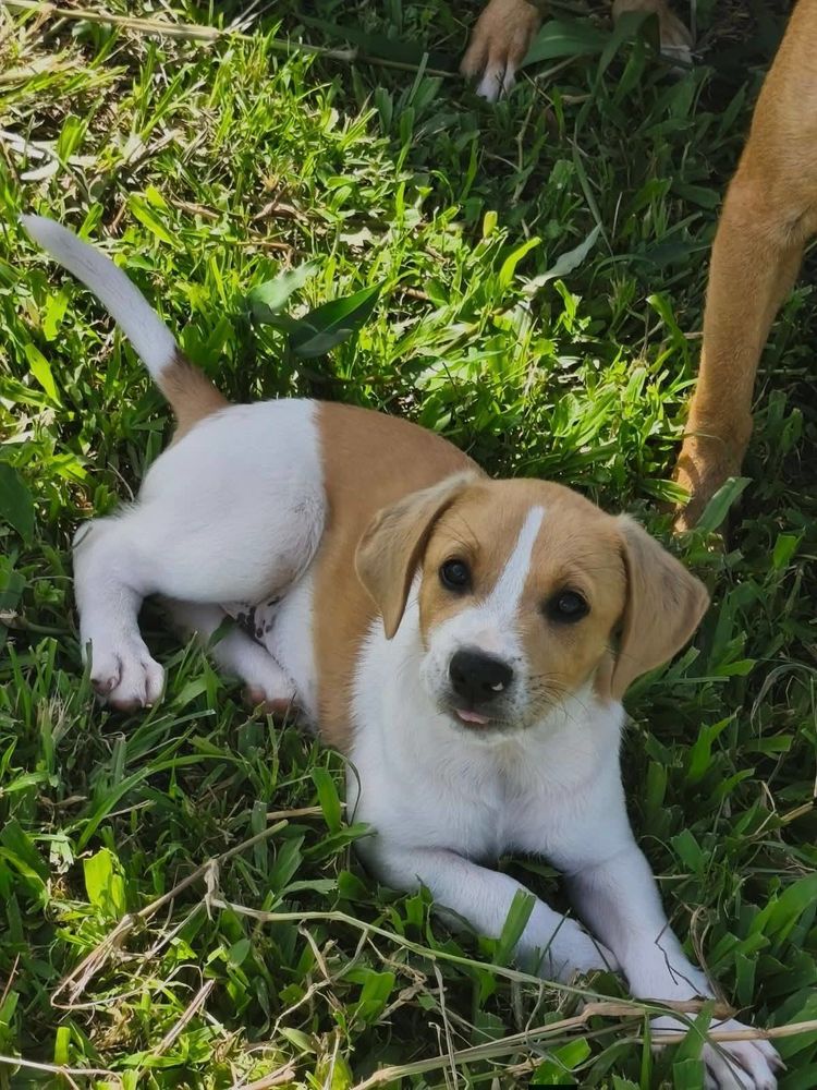 Apache, m&acirc;le crois&eacute; berger cr&eacute;ole, n&eacute; le 28/11/2025 🤍 300 18000 Bourges
