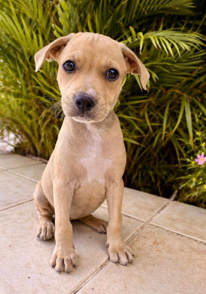 Bath, femelle, X Berger, n&eacute;e le 10/12/2025🐶 300 54000 Nancy