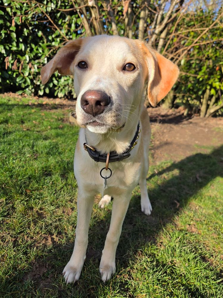 Grenache, m&acirc;le X berger, n&eacute; le 14/07/2025 🐶 300 49000 Angers