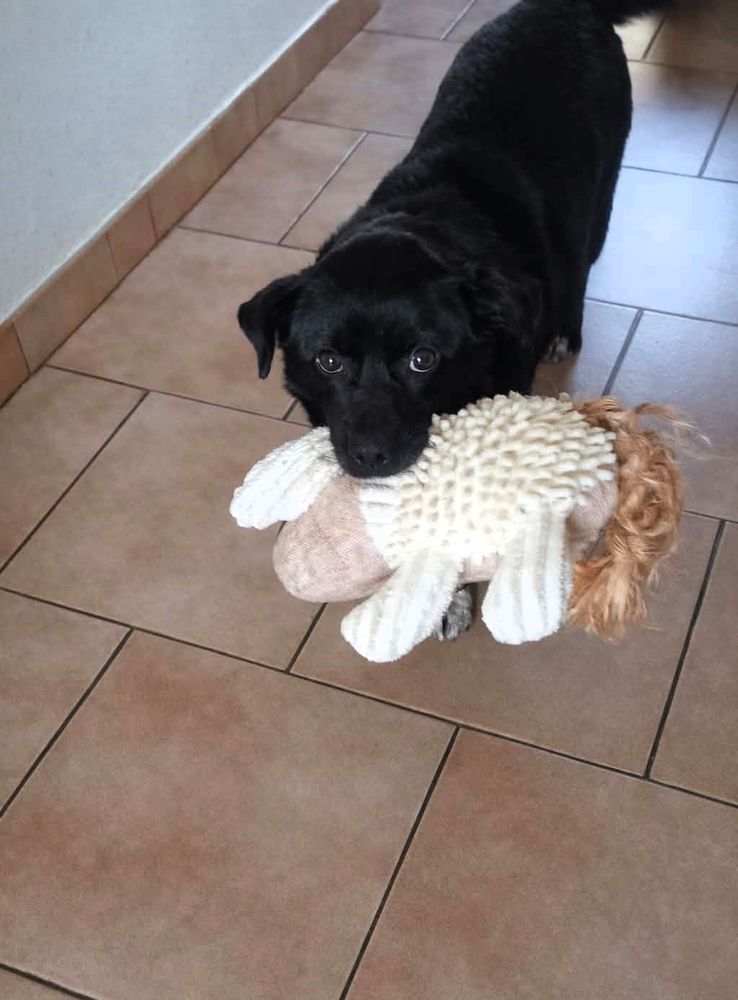 Spirito &agrave; l'adoption 220 27220 Saint-andr�-de-l'eure