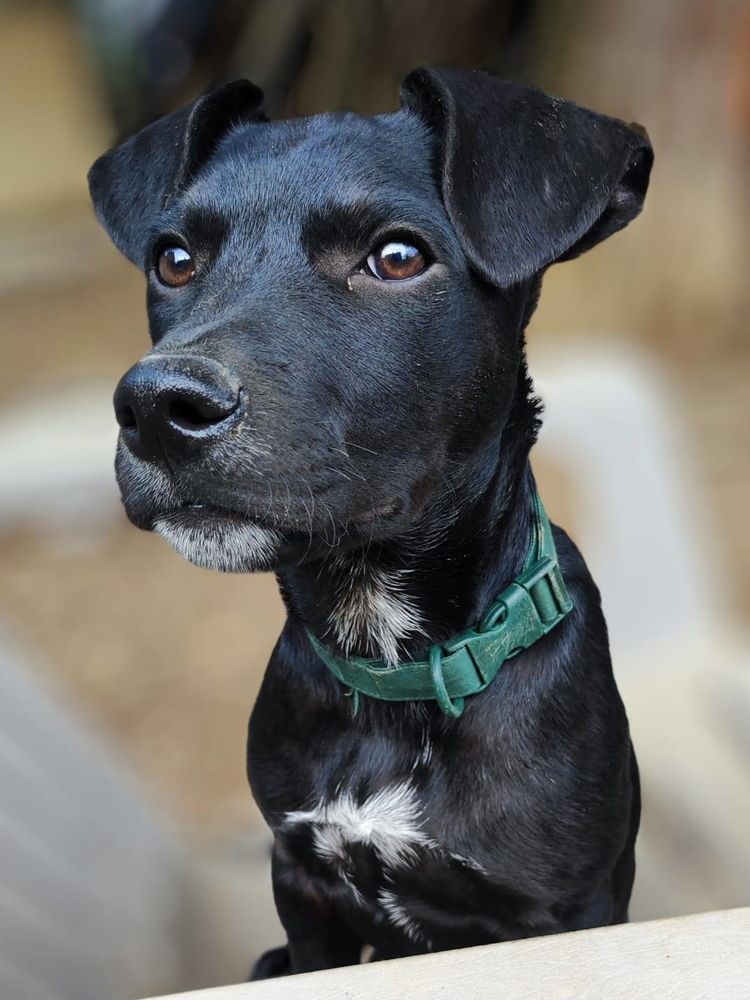 Stormy, m&acirc;le, berger cr&eacute;ole, n&eacute; le 15/11/2025 300 41000 Blois