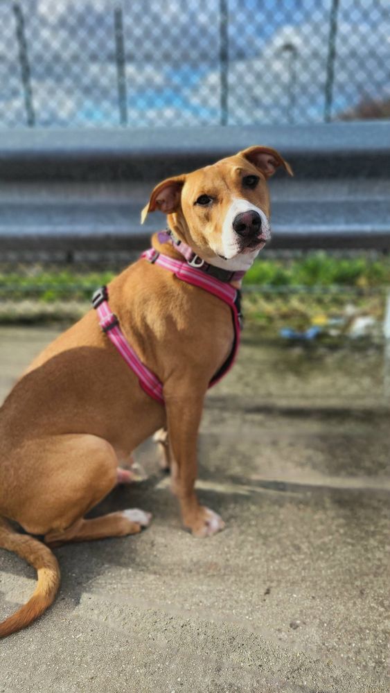 A&eacute;la, femelle crois&eacute;e berger, n&eacute;e le 15/06/2025 🐶 380 41000 Blois