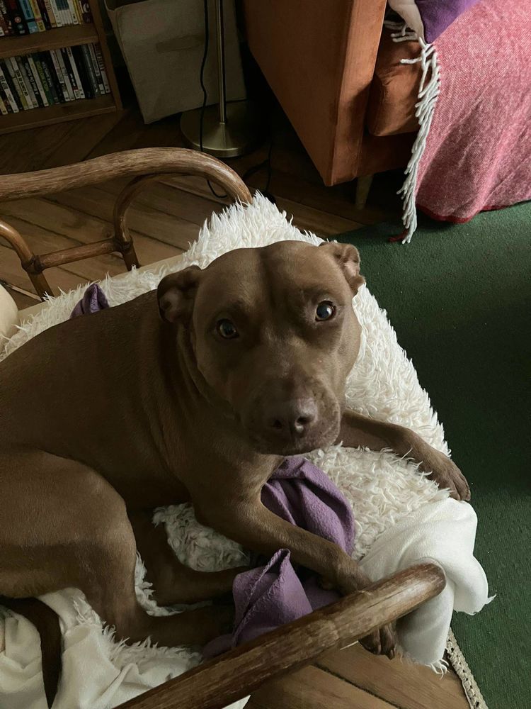 Brooklyn, femelle, Berger X Staffordshire Terrier (D&eacute;cat&eacute;goris&eacute;e par diagnose), n&eacute;e le 20/04/2022 380 18000 Bourges