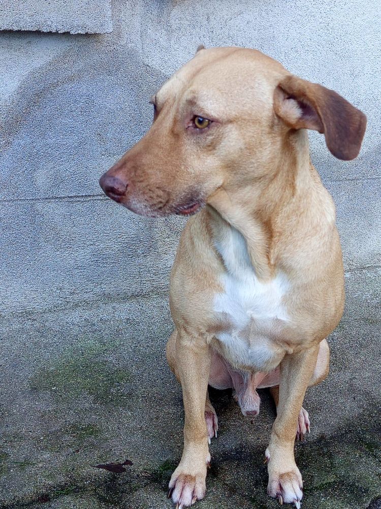 Fifi, m&acirc;le crois&eacute; berger, n&eacute; le 15/06/2022 🐶 380 61000 Alen�on