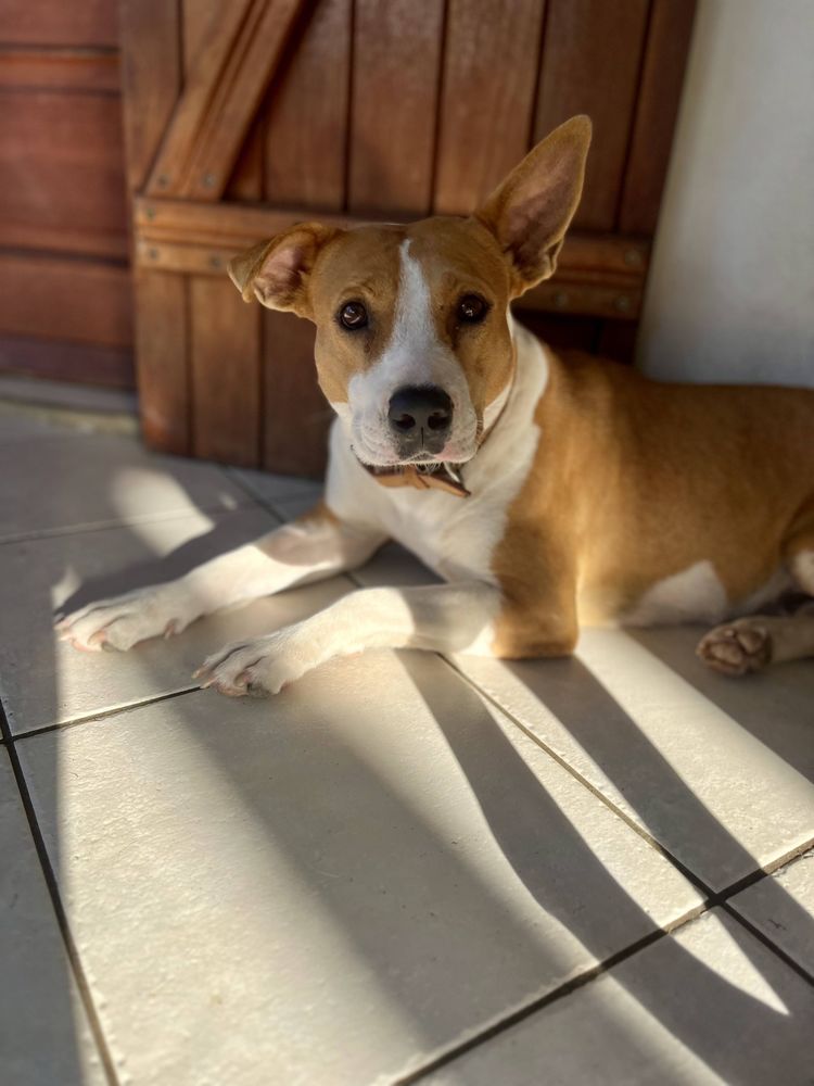 Lizzie, femelle X berger, n&eacute;e le 14/04/2024 380 59000 Lille