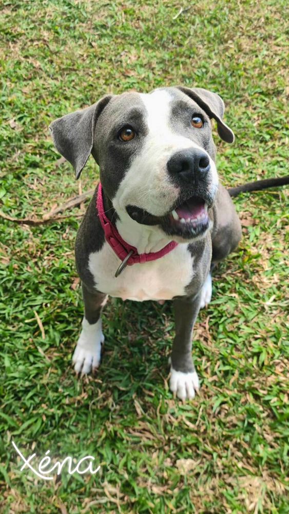 X&eacute;na, Femelle X Braque de Weimar, n&eacute;e le 25/04/2024 🐶 380 54000 Nancy