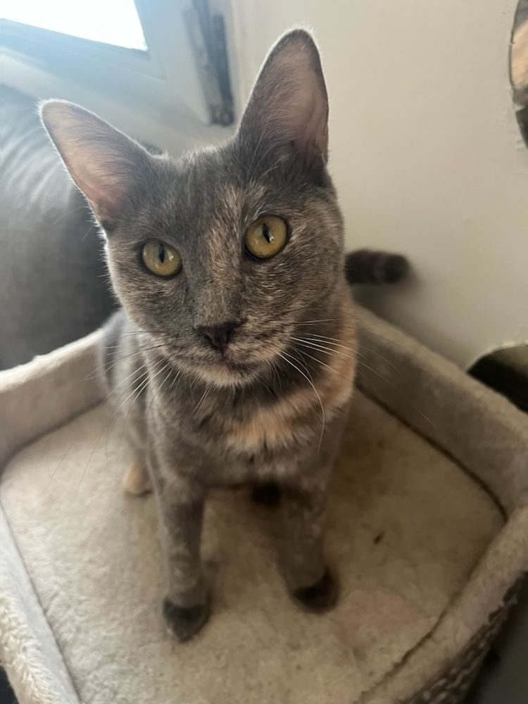 Aika recherche une famille adoptive pour la vie 250 91650 Breuillet