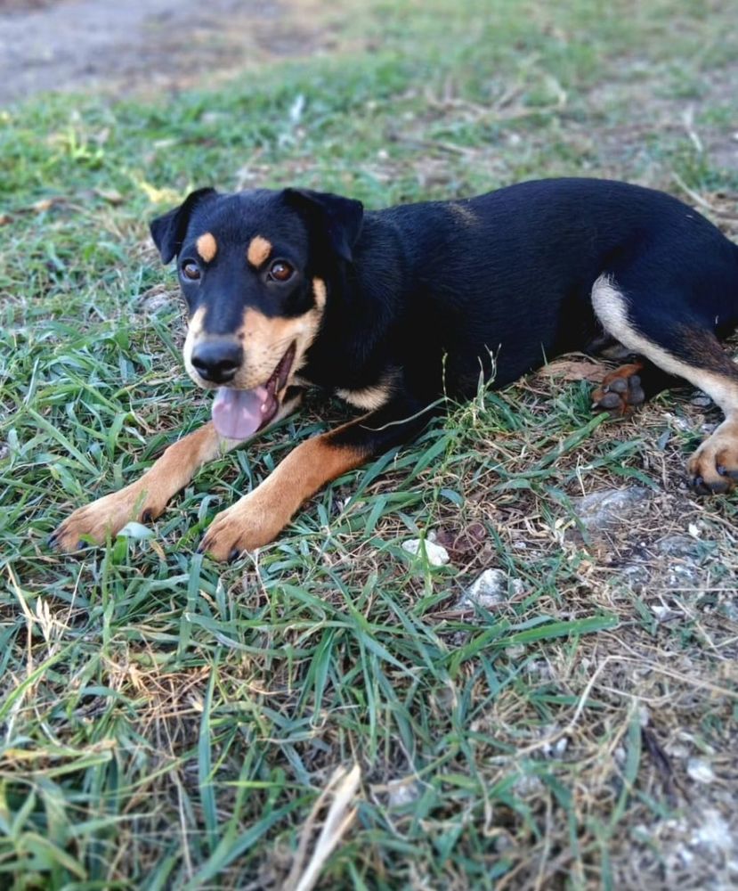 ✨️ NOTO ✨️ 🐶 290 97180 Sainte-anne