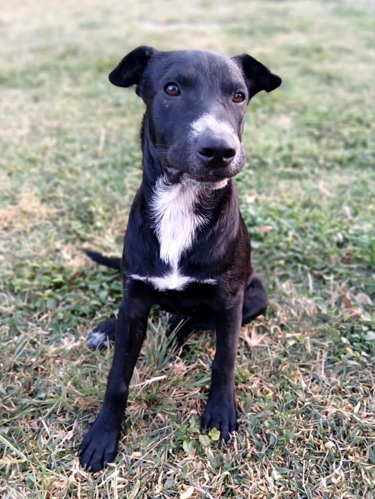 ✨️ VITO ✨️ 🐶 290 92000 Nanterre