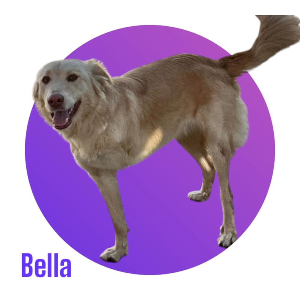 Notre amour de BELLA, 1 an, 18 kg, tripattes, &agrave; l'adoption 300 28250 Senonches