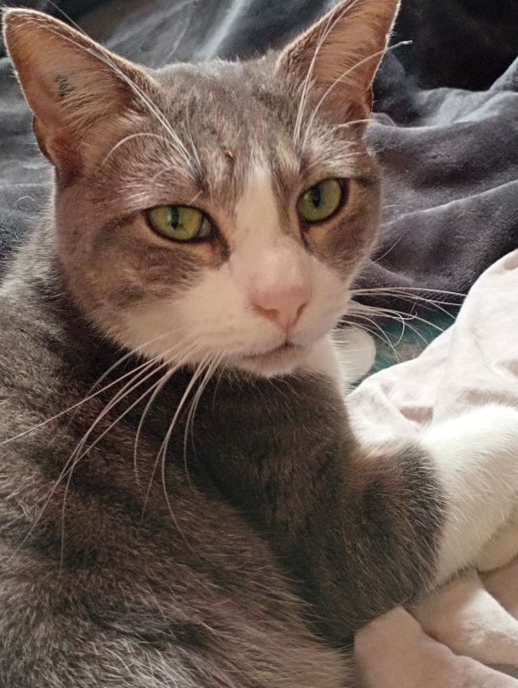 POMPE CHAT GRIS & BLANC 5 ANS 1/2 195 92260 Fontenay-aux-roses