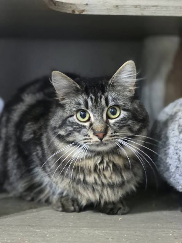 ACHILLE 210 76220 Ferri�res-en-bray