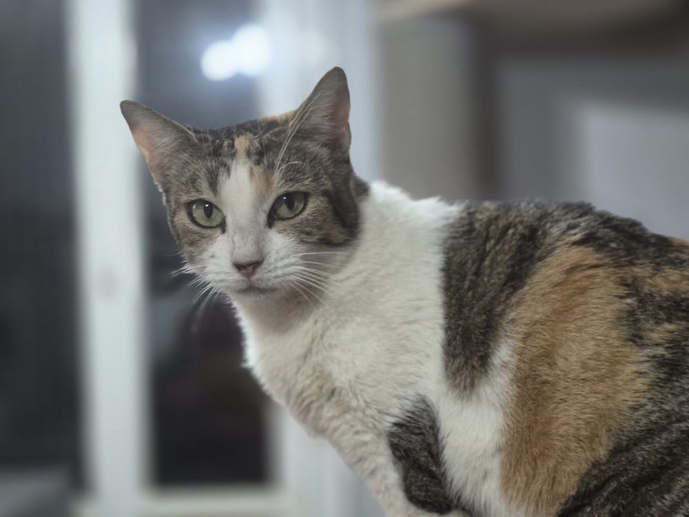 CHIMERE 210 76220 Ferri�res-en-bray