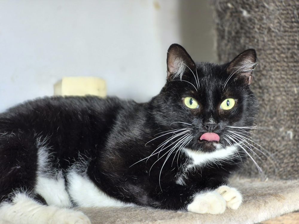 CYRANO 210 60000 Beauvais